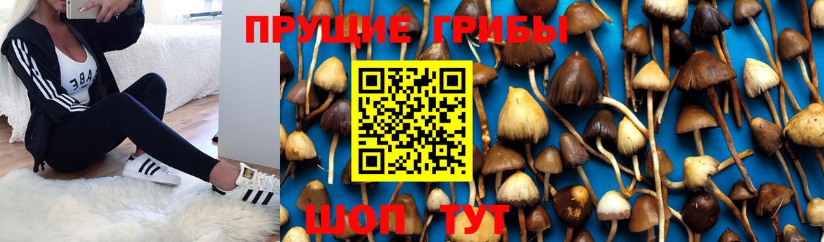Псилоцибиновые грибы Psilocybine cubensis Кумертау